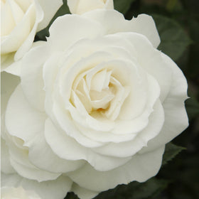 Close-up of a white rose with a blurred green background