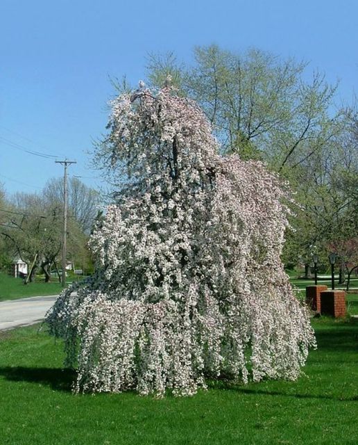 WEEPING CHERRY SNOW FOUNTAINS - SHORT - Potted