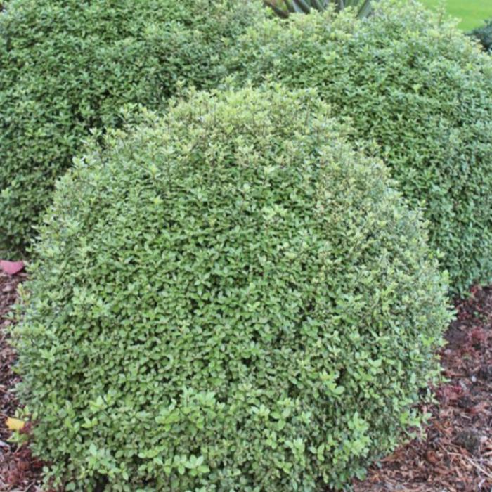 PITTOSPORUM GOLF BALL