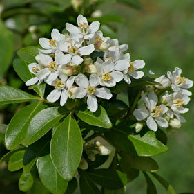 White flowers with green leaves on a blurred green background