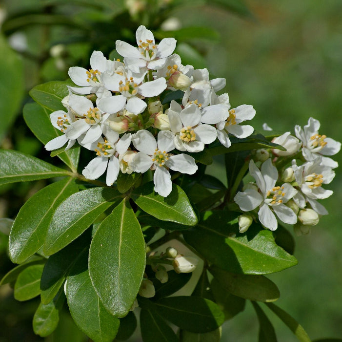 White flowers with green leaves on a blurred green background