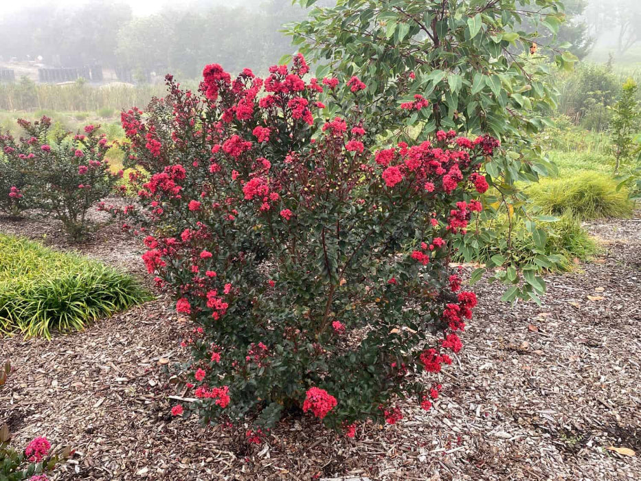 LAGERSTROEMIA GRANDE RED 200MM