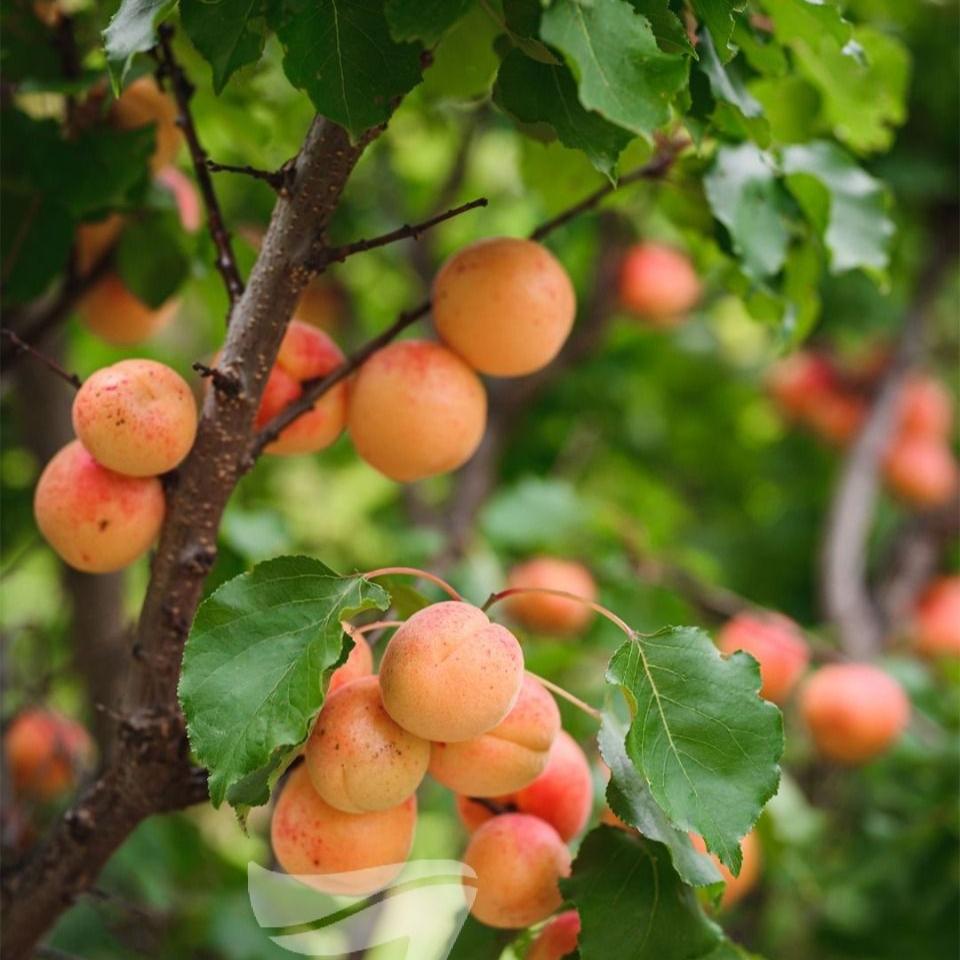 APRICOT DIVINITY - Potted