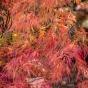 WEEPING MAPLE ATROPURPUREUM - Potted