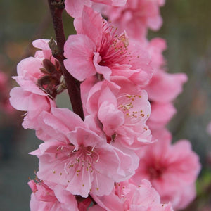 Close-up of a flowering peach or apricot branch with multiple soft pink blossoms on a dark brown stem, photographed outdoors with a blurred natural background. A translucent 'Fleming's Nurseries' watermark appears near the bottom.