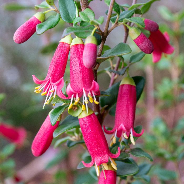 CORREA PERFECT POLLINATOR
