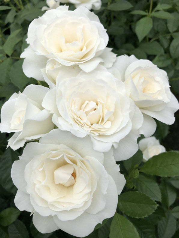 Close-up of white roses with green leaves on a white background