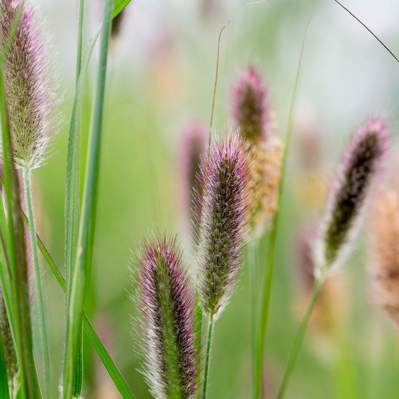 Grasses