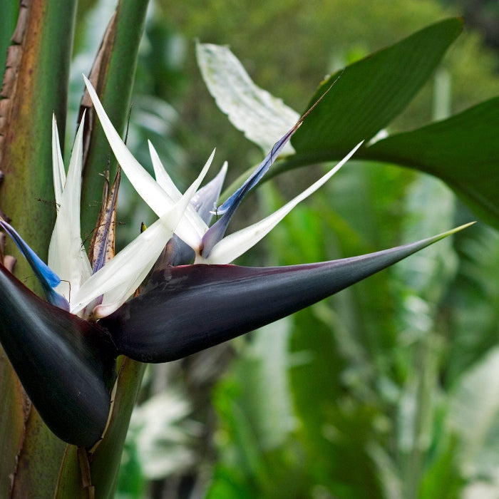 Bird of paradise flower with green leaves in the background