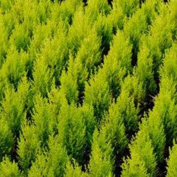 CUPRESSUS LEMON SCENT 140MM