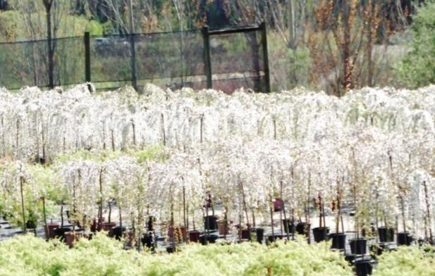 WEEPING CHERRY SNOW FOUNTAINS - SHORT - Potted