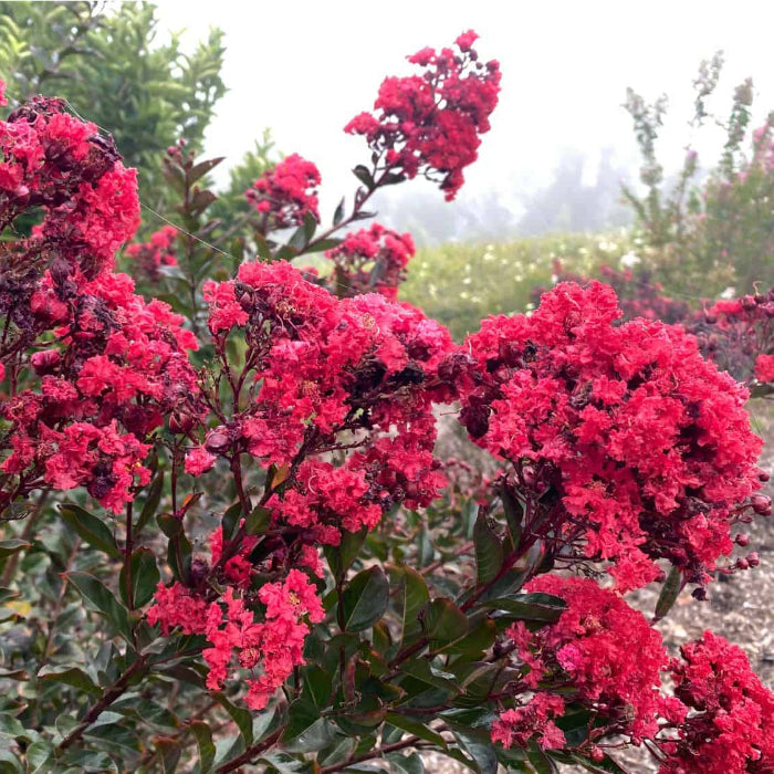 LAGERSTROEMIA GRANDE RED 200MM