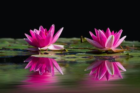 Two pink water lilies with reflections on a calm water surface.