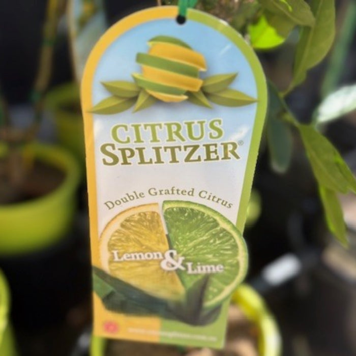 Citrus Splitter plant tag with lemon and lime illustration in a garden setting