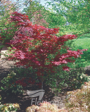 WEEPING MAPLE ATROPURPUREUM - Potted