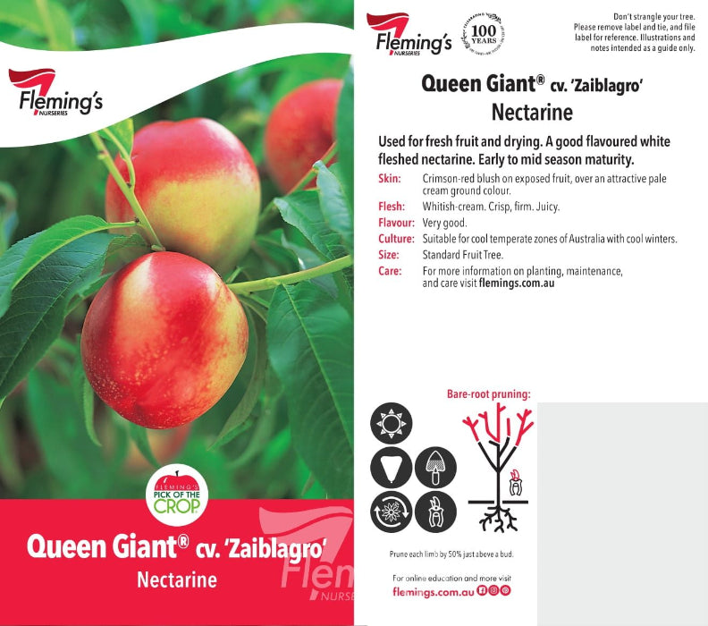 Fleming's Queen Giant cv. 'Zaibragio' Nectarine nectarine plant care and growing guide card, featuring a large photo of ripe red nectarines on the left and planting and care instructions on the right.