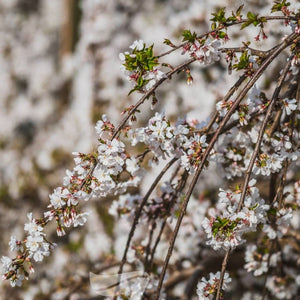 WEEPING CHERRY SNOW FOUNTAINS - SHORT - Potted