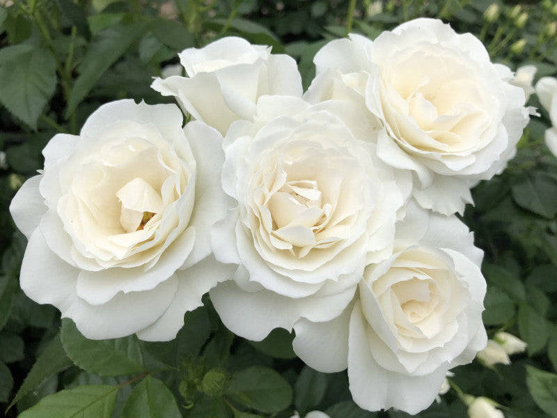 White roses with green leaves on a white background