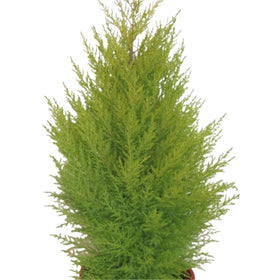 Trees & Shrubs