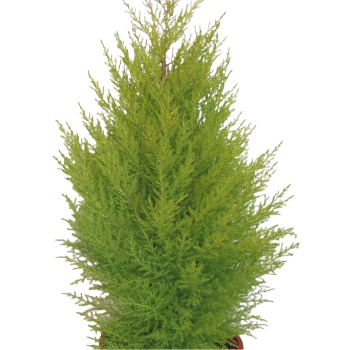 CUPRESSUS LEMON SCENT 140MM