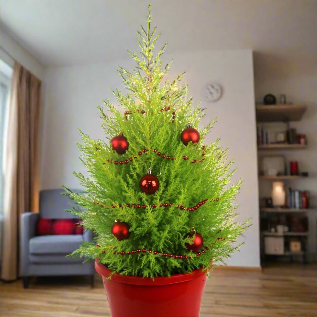CUPRESSUS LEMON SCENT 140MM