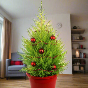 CUPRESSUS LEMON SCENT 140MM