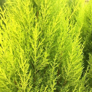 CUPRESSUS LEMON SCENT 140MM