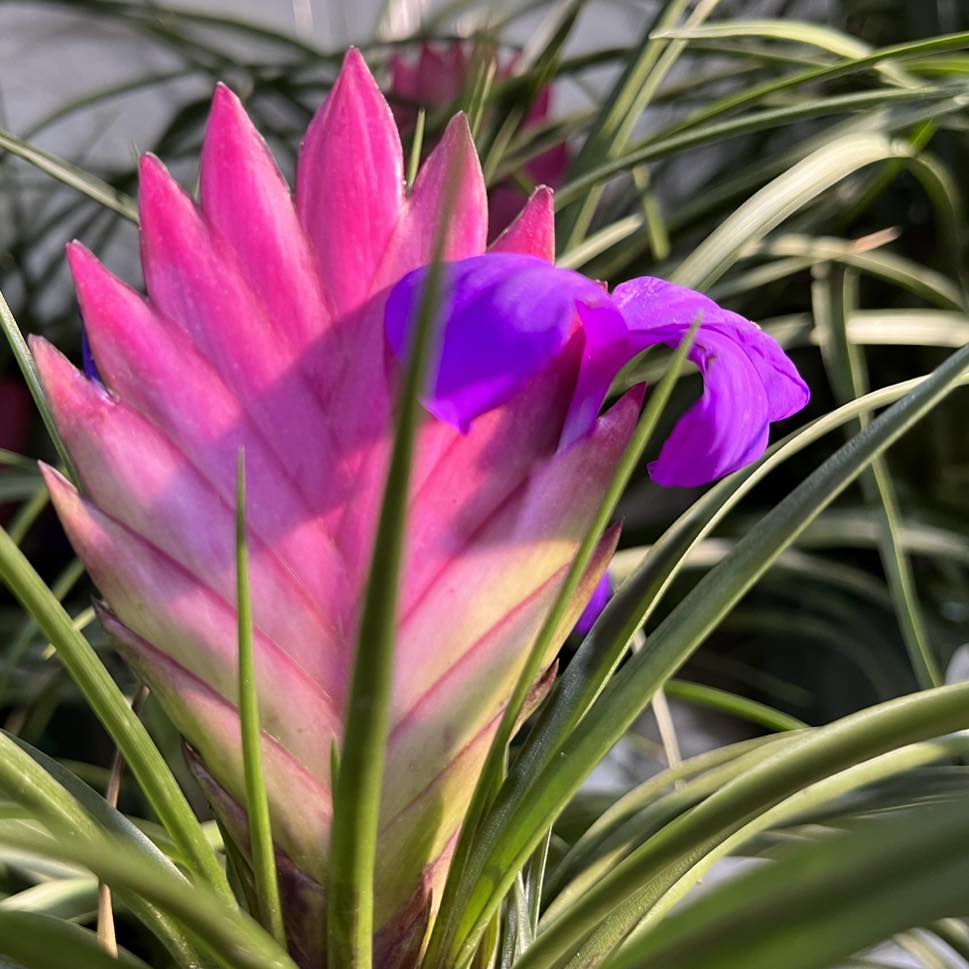 TILLANDSIA CYANEA PINK QUILL