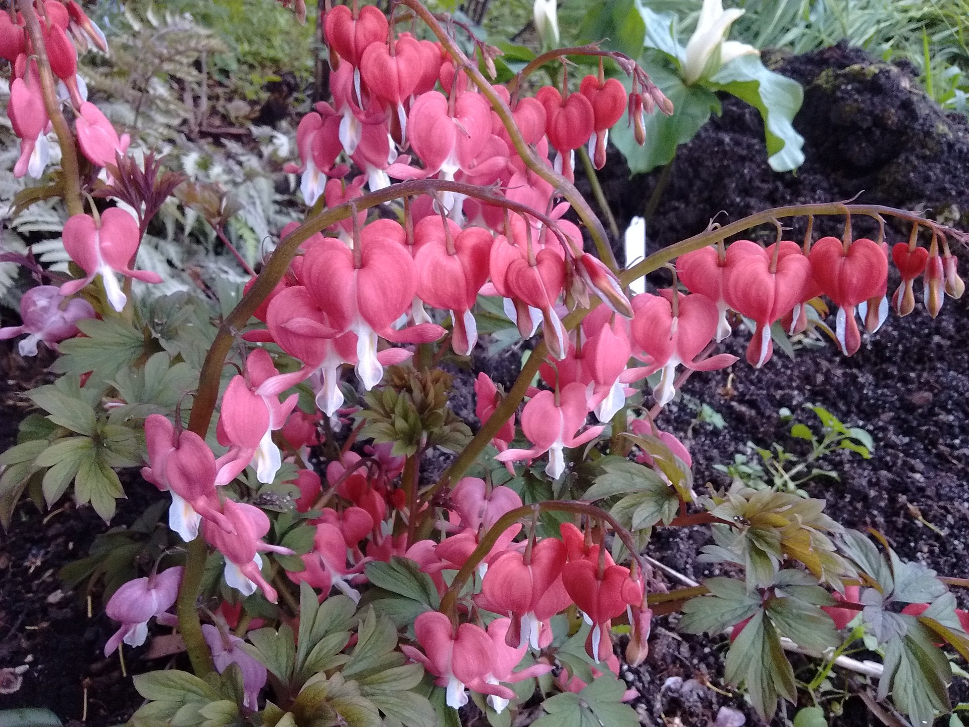 LAMPROCAPNOS BLEEDING HEART 140MM