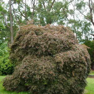 WEEPING MAPLE ATROPURPUREUM - Potted