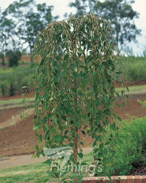 WEEPING CHERRY SNOW FOUNTAINS - SHORT - Potted