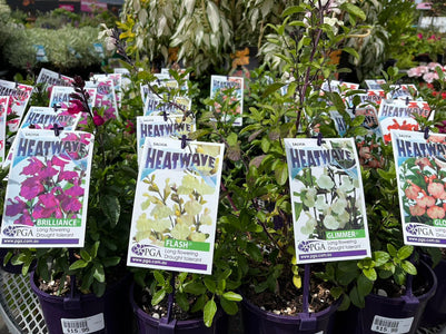 SALVIA HEATWAVE COLLECTION