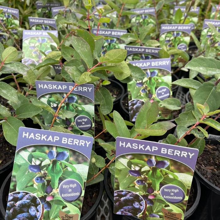 HASKAP BERRY AMOROSO 140MM