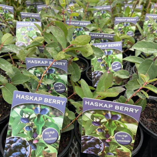 Potted Haskap Berry plants with green leaves and tags indicating the variety 'Amarosa' and the brand 'Tasmania'.