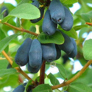 HASKAP BERRY AMOROSO 140MM
