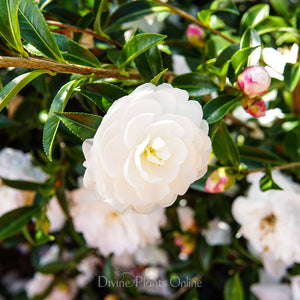 CAMELLIA EARLY PEARLY 150MM