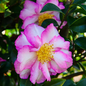 CAMELLIA SOMETHING SPECIAL 140MM