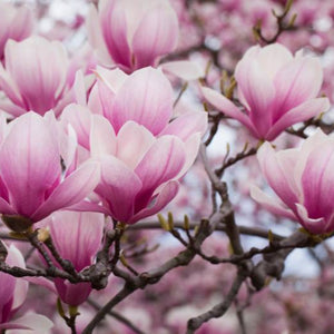 MAGNOLIA RUSTICA RUBRA 200MM