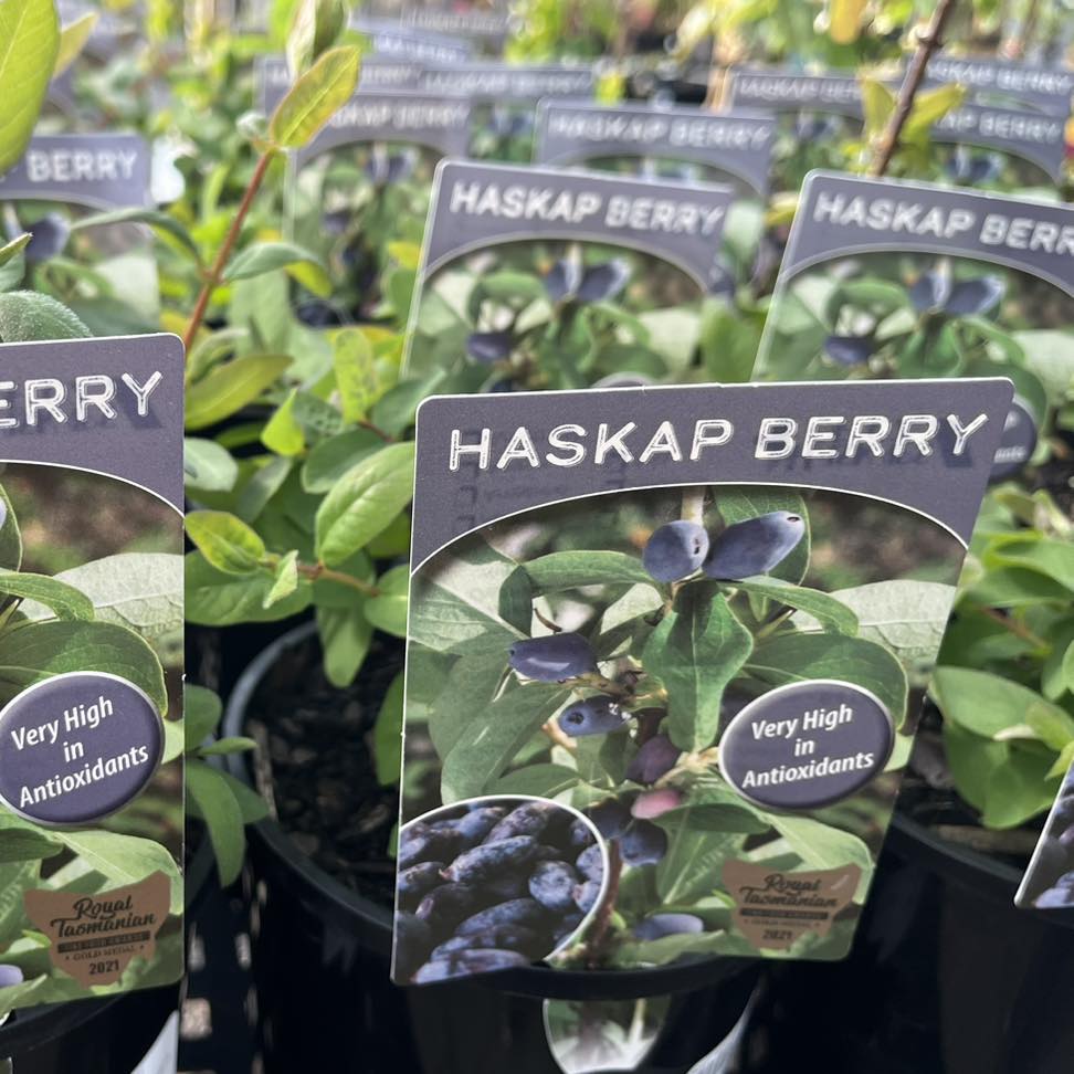 HASKAP BERRY ARIA 140MM