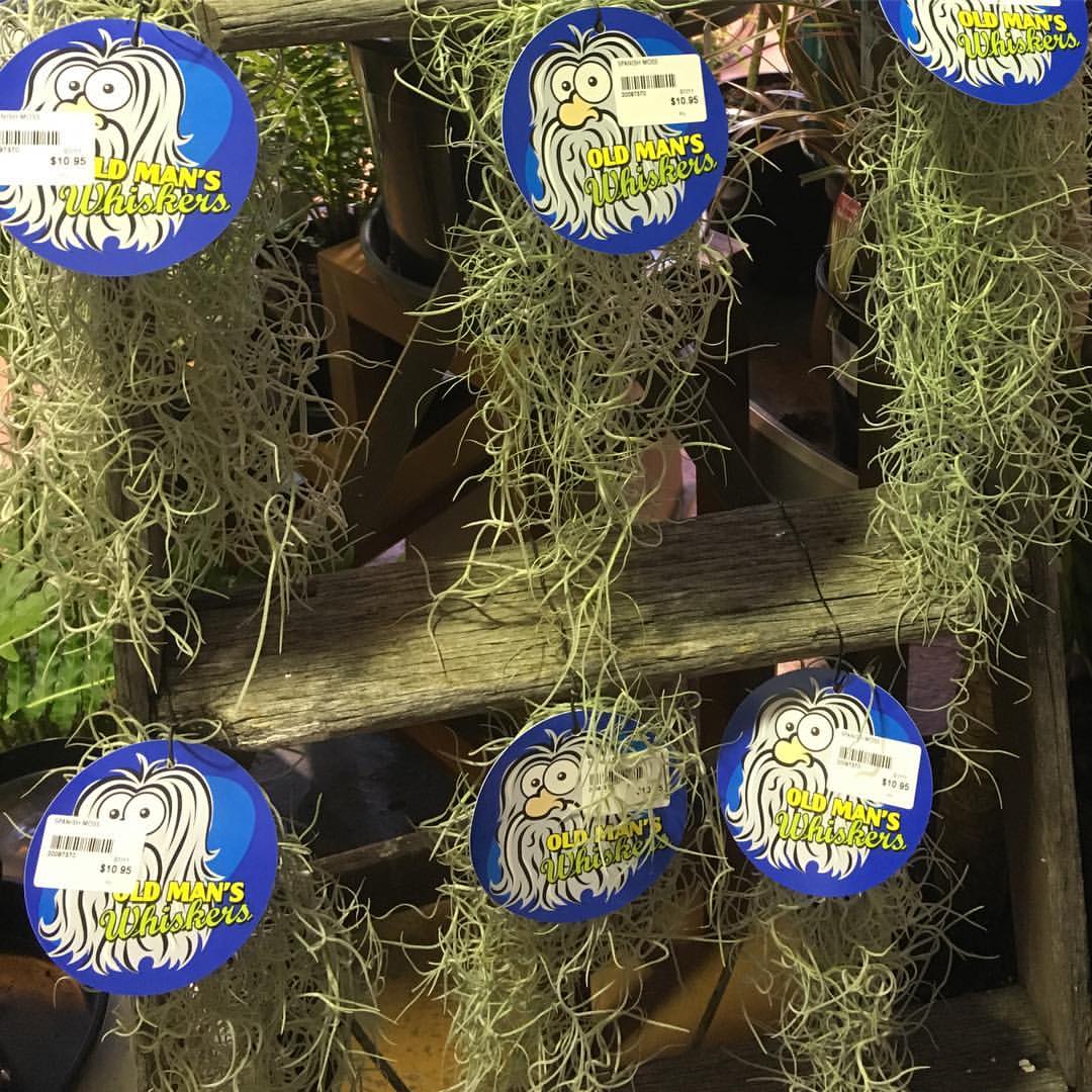 Plants