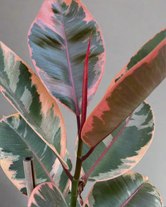 FICUS RUBY 200MM