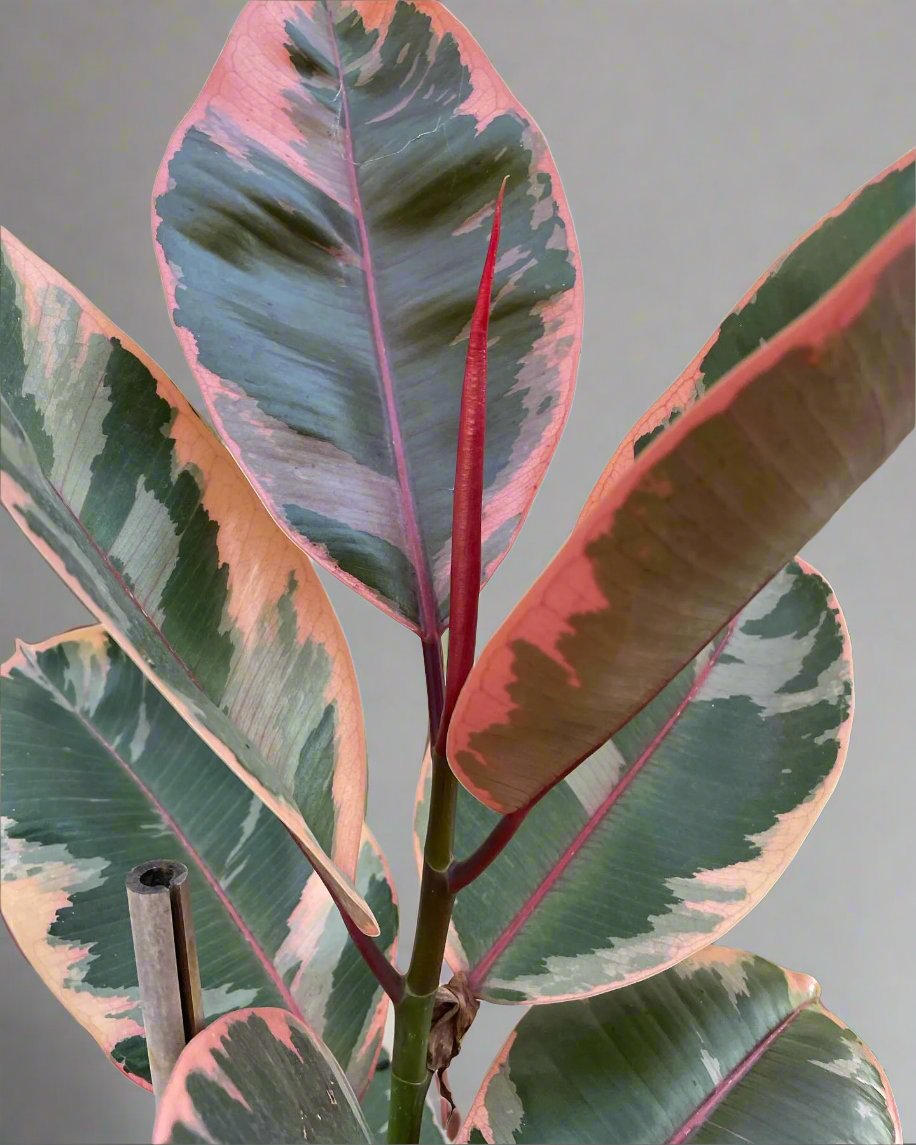 House Plants