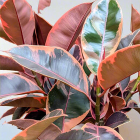 House Plants