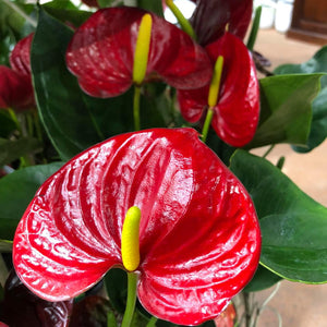 A close-up of a red anthurium flower with a glossy deep red spathe and a bright yellow spadix, surrounded by green leaves.
