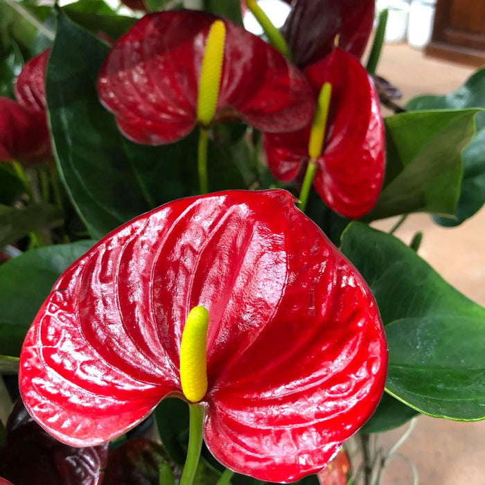 A close-up of a red anthurium flower with a glossy deep red spathe and a bright yellow spadix, surrounded by green leaves.