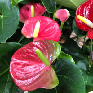 Close-up of an Anthurium plant with glossy red and pink spatels, green to yellow spadix, and deep green leaves.