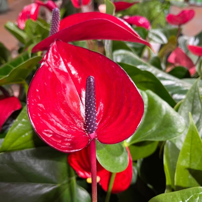 A close-up of a bright red anthurium flower with a glossy heart-shaped spathe and dark purple spadix, surrounded by green leaves and other red flowers.