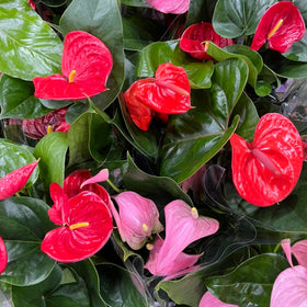 A dense cluster of Anthurium flowers, featuring bright red and soft pink heart-shaped flowers surrounded by glossy dark green leaves.