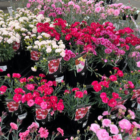 Baskets of pink and white dianthus with labels in a store setting.