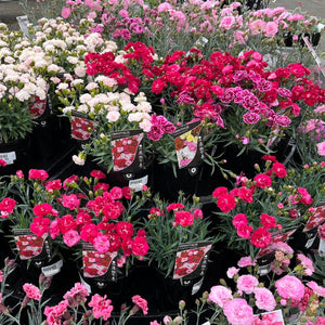 Baskets of pink and white dianthus with labels in a store setting.